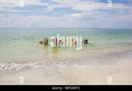 Vier Hunde spielen in den Ozean, United States Stockfoto