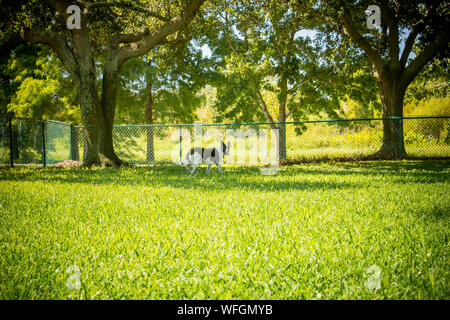 Border Collie Hund stehen in einem Hund Park, United States Stockfoto