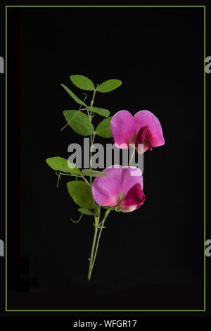 Mehrjährig Sweet Pea Blumen auf schwarzem Hintergrund Stockfoto