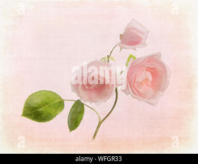 Rosa Rose 'New Dawn' in einem rosa Leinwand Textur einstellen Stockfoto