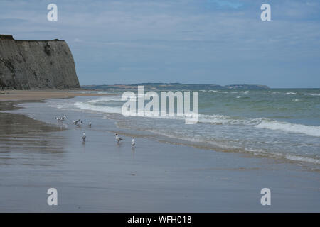 Möwen auf Cap Blanc Nez-Strand, Escalles, Pas-de-Calais, Ile-de-France, Frankreich Stockfoto