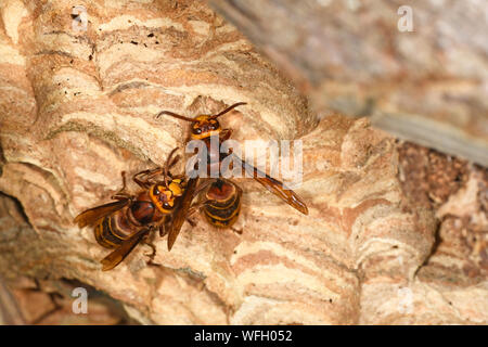 Europäische Hornisse (Vespa crabro) zwei Hornissen Instandsetzung Nest, Monmouth, Wales, Juli Stockfoto