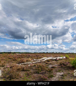 Einen umgestürzten Baumstamm liegt in Heidekraut und Heideland in offenen coountryside am kleinen Teich in der Nähe von Frensham Farnham, Surrey, SE England unter einem stürmischen Himmel Stockfoto