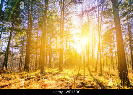 Fallen. Herbst Wald. Wald landschaft. Herbst Natur. Sonne im Wald. Scheint die Sonne durch die Bäume Stockfoto