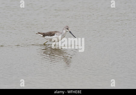 Gemeinsame greenshank (Tringa nebularia) Nahrungssuche im flachen Wasser, Amboseli National Park, Kenia Stockfoto