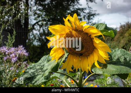 Große sonnenblume Kopf in wilden Garten Stockfoto