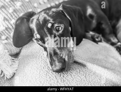 Adorable minidachshund Welpe mit Schlappohren ruht auf einem Kissen auf einem Sofa, in Schwarzweiß Stockfoto