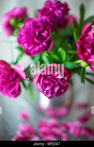 Blumenstrauß aus dunkel rosa Pfingstrosen Blumen in einer Vase Stockfoto