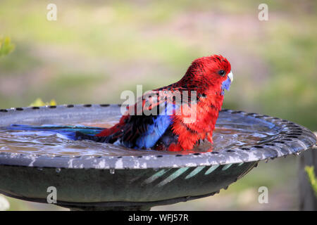 Crimson Rosella (platycercus elegans) baden, South Australia Stockfoto