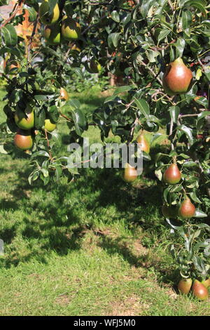 Birnen hängen an Birnbaum im Garten Stockfoto