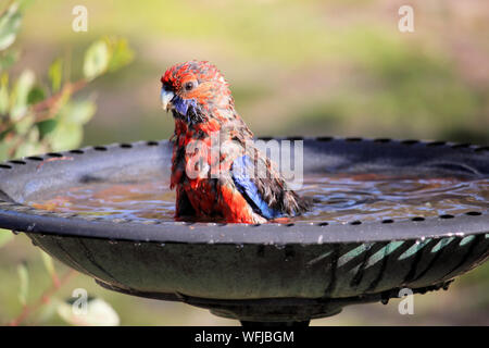 Juvenile Crimson Rosella (platycercus elegans) baden, South Australia Stockfoto