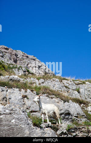 Wilde Bergziegen auf der Great Orme Llandudno Wales Stockfoto