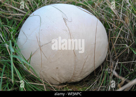 Calvatia gigantea, riesige Puffball Pilz wächst im Grünland Stockfoto