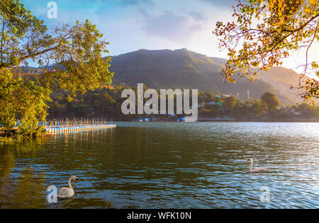 Schöne Bhimtal See in Nainital, Uttarakhand, Indien mit malerischer Landschaft bei Sonnenuntergang mit Blick auf die weißen Schwan im See Wasser Stockfoto