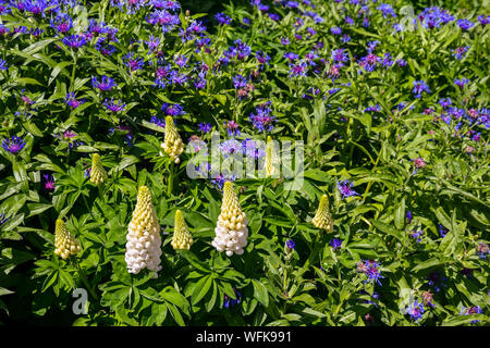 Close-up ein Blumenbeet mit weißen Lupinen (Lupinus) und Blau Lila kornblumen (Centaurea cyanus) in voller Blüte im Sommer, Chamonix-Mont-Blanc, Frankreich Stockfoto