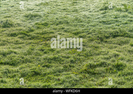 Kurz gestreift Gras mit Sonnenschein Hintergrundbeleuchtung Morgentau. Stockfoto