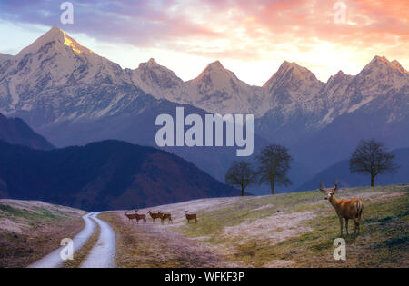 Panchchuli Himalaya Spektrum bei Sonnenaufgang mit Blick auf einen malerischen Berg Straße mit Rotwild an Munsiyari Uttarakhand, Indien Stockfoto