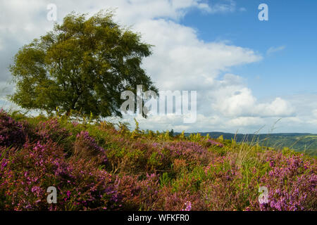 Moor- und Heidelandhabitat mit Ling-Heather (Calluna vulgaris) und Glockenheather (Erica cinerea), vor Silberbirke (Betula pendula) Stockfoto