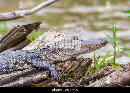 Feder Alligator ruht auf einem Baumstamm in der Nähe der Sümpfe von Louisiana Stockfoto