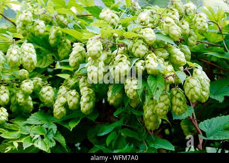 Humulus lupulus, Hopfen, immer in der Küche Garten, Park von Bercy, Paris, Frankreich Stockfoto