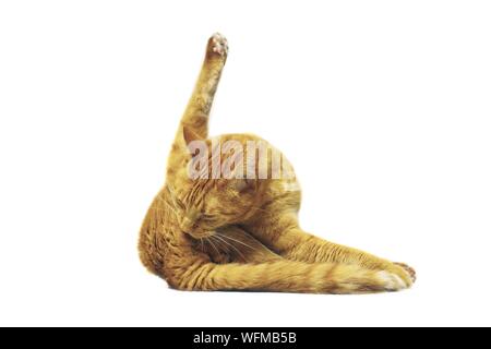 Lustige Katze yoga dar. Auf weissem Hintergrund. Stockfoto