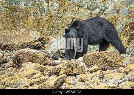 Ein ursus americanus vancouveri oder Vancouver Island schwarzer Bär, Grünfutter ein Strand für Essen in der nähe von Tofino an der Westküste der Insel. Stockfoto