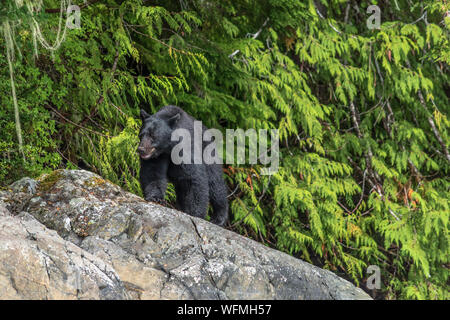 Eine große Vancouver Island Black Bear Patrouillen der felsigen Ufer einer Insel an der Küste im Sommer in der nähe von Tofino, British Columbia, Kanada. Stockfoto