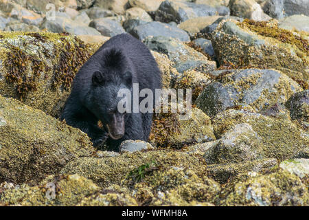 Vancouver Island, British Columbia, ist die Heimat einer großen blühenden Bevölkerung der Einheimischen schwarzen Bären, die Küstenstrände für Lebensmittel Kamm. Stockfoto