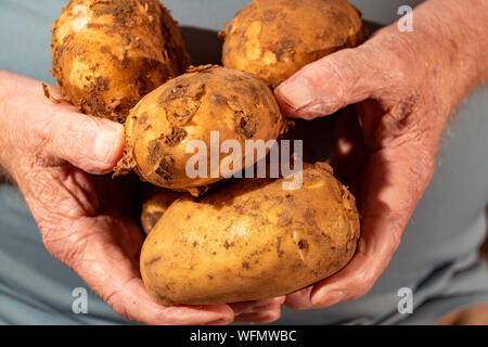 Bauer Schritt halten einige seiner Ernte von frisch geernteten Maris Piper Kartoffeln. Stockfoto