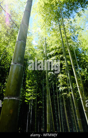 Bambus Wald am Stadtrand von Kyoto in Arashiyama Stockfoto