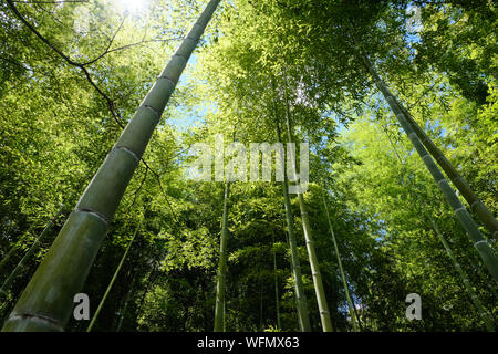 Bambus Wald am Stadtrand von Kyoto in Arashiyama Stockfoto