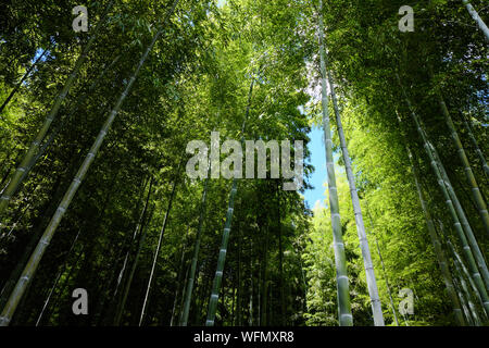 Bambus Wald am Stadtrand von Kyoto in Arashiyama Stockfoto