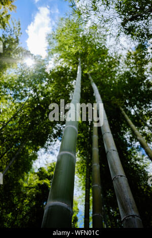 Bambus Wald am Stadtrand von Kyoto in Arashiyama Stockfoto