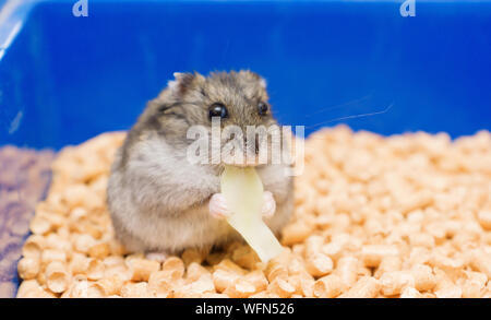 Kleine hamster isst und sitzt in seinem Haus auf der Wurf Stockfoto