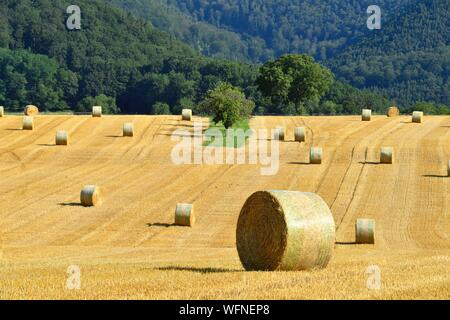 Frankreich, Bas Rhin, Niederbronn-les-Bains, Heu, Stroh, Rollen Stockfoto