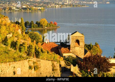 Schweiz, Kanton Waadt, Lavaux Weinbergterrassen als Weltkulturerbe der UNESCO aufgeführt, es erstreckt sich von Montreux nach Lausanne auf 32km entlang des Genfer Sees und 850ha, das Dorf von Saint-Saphorin Stockfoto