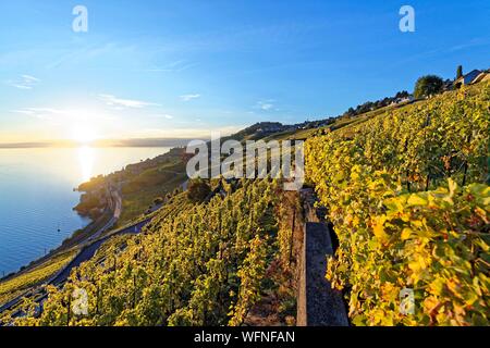 Schweiz, Kanton Waadt, Lavaux Weinbergterrassen als Weltkulturerbe der UNESCO aufgeführt, es erstreckt sich von Montreux nach Lausanne auf 32km entlang des Genfer Sees und 850ha Stockfoto