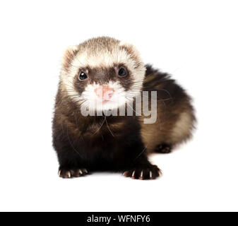 Grau im vollen Wachstum liegt Frettchen, auf weißem Hintergrund. Frettchen sitzen auf weißem Hintergrund. Stockfoto