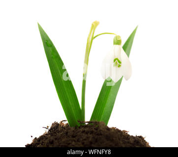 Schönen Schneeglöckchen Blume weiß auf weißem Hintergrund Stockfoto