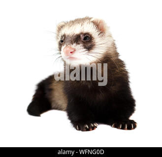 Grau im vollen Wachstum liegt Frettchen, auf weißem Hintergrund. Frettchen sitzen auf weißem Hintergrund. Stockfoto