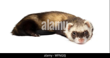 Grau im vollen Wachstum liegt Frettchen, auf weißem Hintergrund. Frettchen sitzen auf weißem Hintergrund. Stockfoto