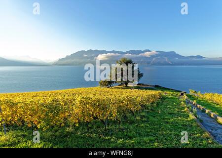 Schweiz, Kanton Waadt, Lavaux Weinbergterrassen als Weltkulturerbe der UNESCO aufgeführt, es erstreckt sich von Montreux nach Lausanne auf 32km entlang des Genfer Sees und 850ha Stockfoto