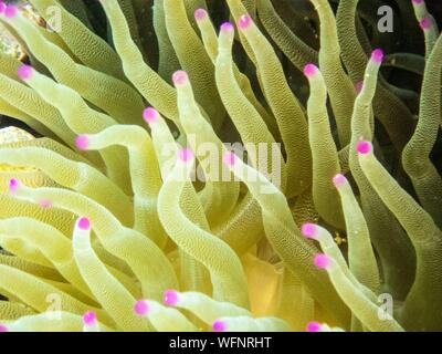 Frankreich, Karibik, Kleine Antillen, Guadeloupe, Grand Cul-de-Sac Marin, das Herz der Guadeloupe National Park, Schnorcheln in der Lagune rund um die Insel Fajou, hier eine riesige Karibik Anemone (Condylactis gigantea), Unterwasser anzeigen Stockfoto