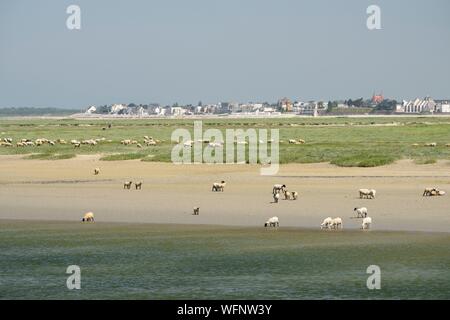 Frankreich, Somme, Saint Valery sur Somme, Mund an der Somme in der Bucht bei Ebbe, Hirten und Schafe der Salzwiesen (Ovis aries) Stockfoto