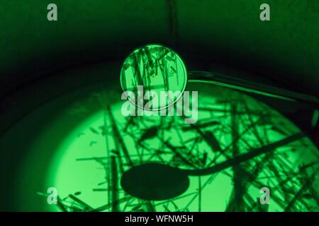 Frankreich, Eure, Grand Bourgtheroulde, ökologischen Labor, aktinolith Fasern (Asbest) auf dem Leuchtschirm eines Elektronenmikroskops gesehen, 6000-facher Vergrößerung Stockfoto