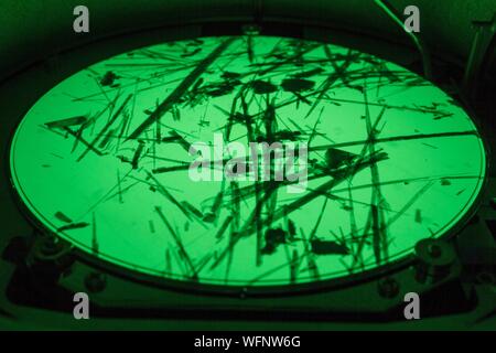 Frankreich, Eure, Grand Bourgtheroulde, ökologischen Labor, Tremolit Asbest Fasern (Auswahl) auf dem Leuchtschirm eines Elektronenmikroskops gesehen, 5000-facher Vergrößerung Stockfoto