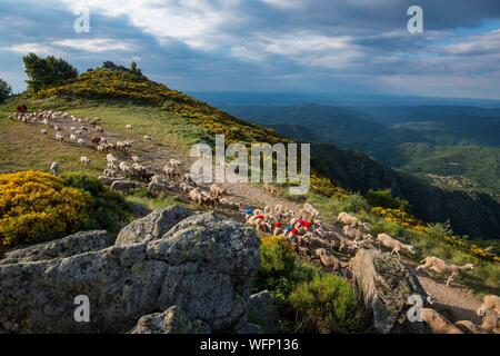 Frankreich, Ardèche, Parc Naturel Régional des Monts d'Ardèche (regionalen Naturparks der Berge der Ardèche), Laboule, Transhumanz auf Tanargue Massiv Stockfoto