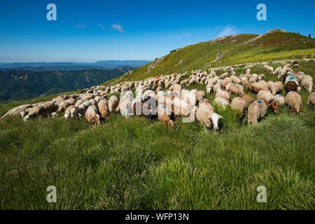 Frankreich, Ardèche, Parc Naturel Régional des Monts d'Ardèche (regionalen Naturparks der Berge der Ardèche), Laboule, Transhumanz auf Tanargue Massiv Stockfoto