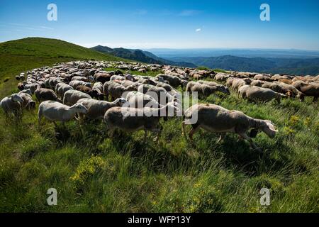 Frankreich, Ardèche, Parc Naturel Régional des Monts d'Ardèche (regionalen Naturparks der Berge der Ardèche), Laboule, Transhumanz auf Tanargue Massiv Stockfoto