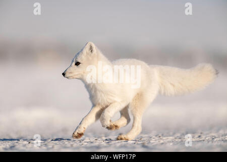 Polarfuchs (Vulpes lagopus) auf Schnee in der Arktischen Tundra, Alaska, Nordamerika Stockfoto